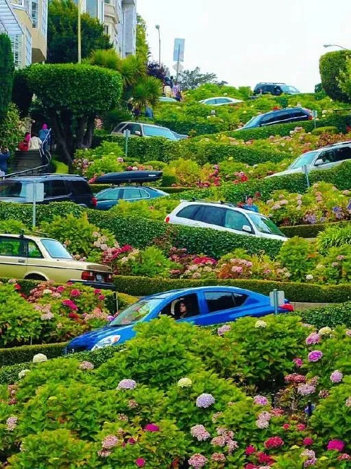 Cars descending Lombard Street's switchbacks between clipped hedges and blooming hydrangeas.