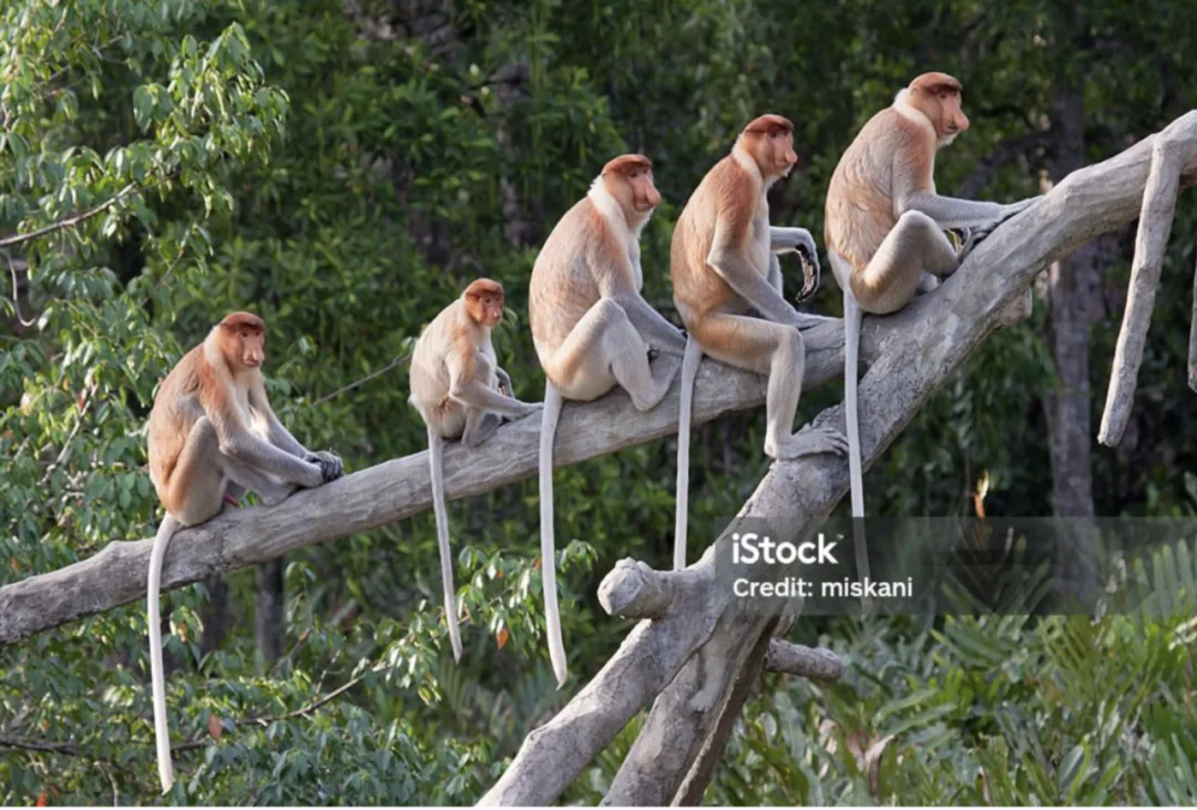 Five proboscis monkeys sitting in a row along a bare branch above the mangrove canopy.