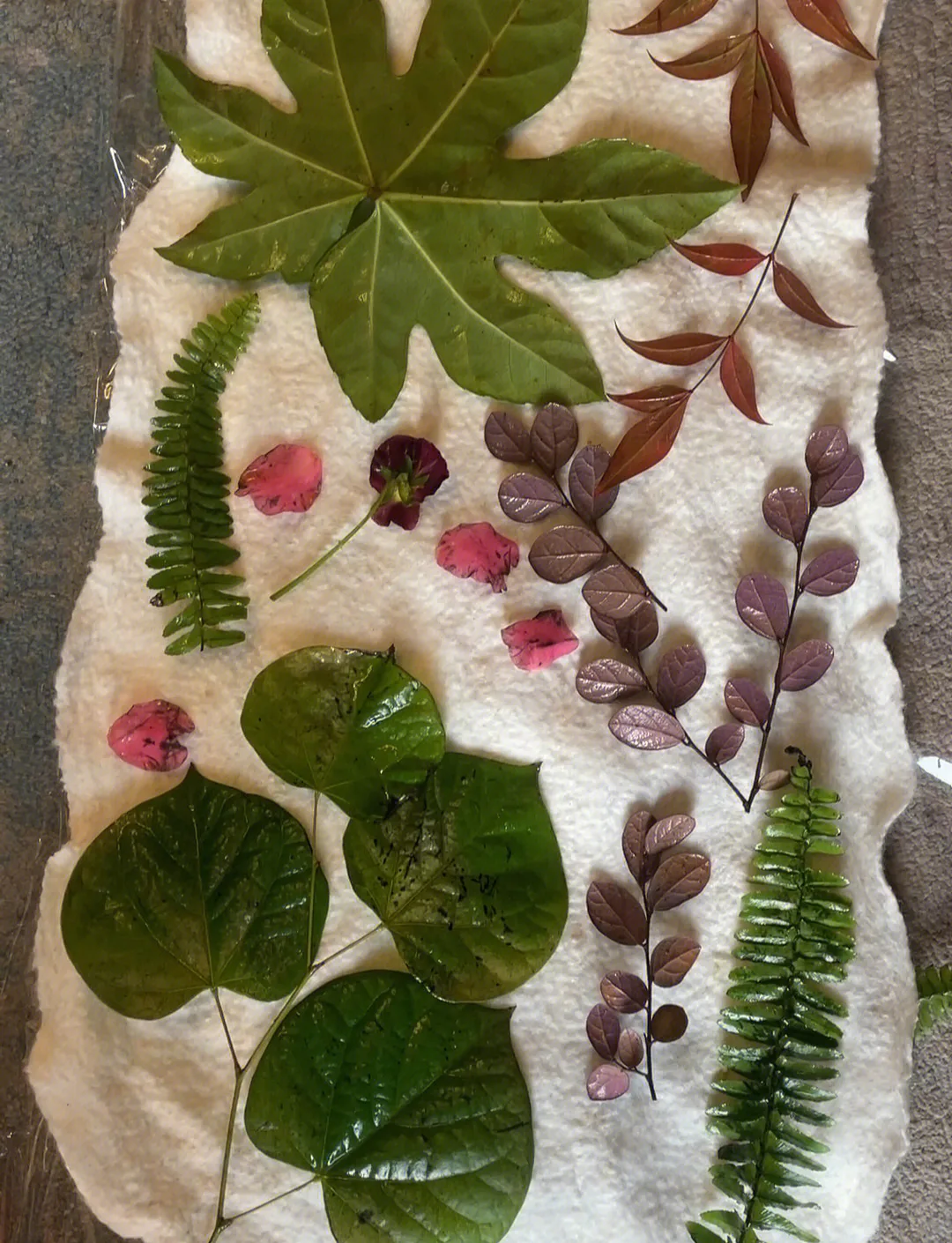 Ferns, leaves and pink petals laid out on damp white felt, ready for eco-printing.