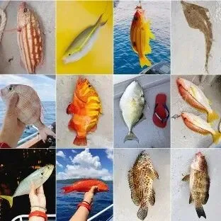 A second catch grid, including snapper, grouper, trevally and a flatfish.