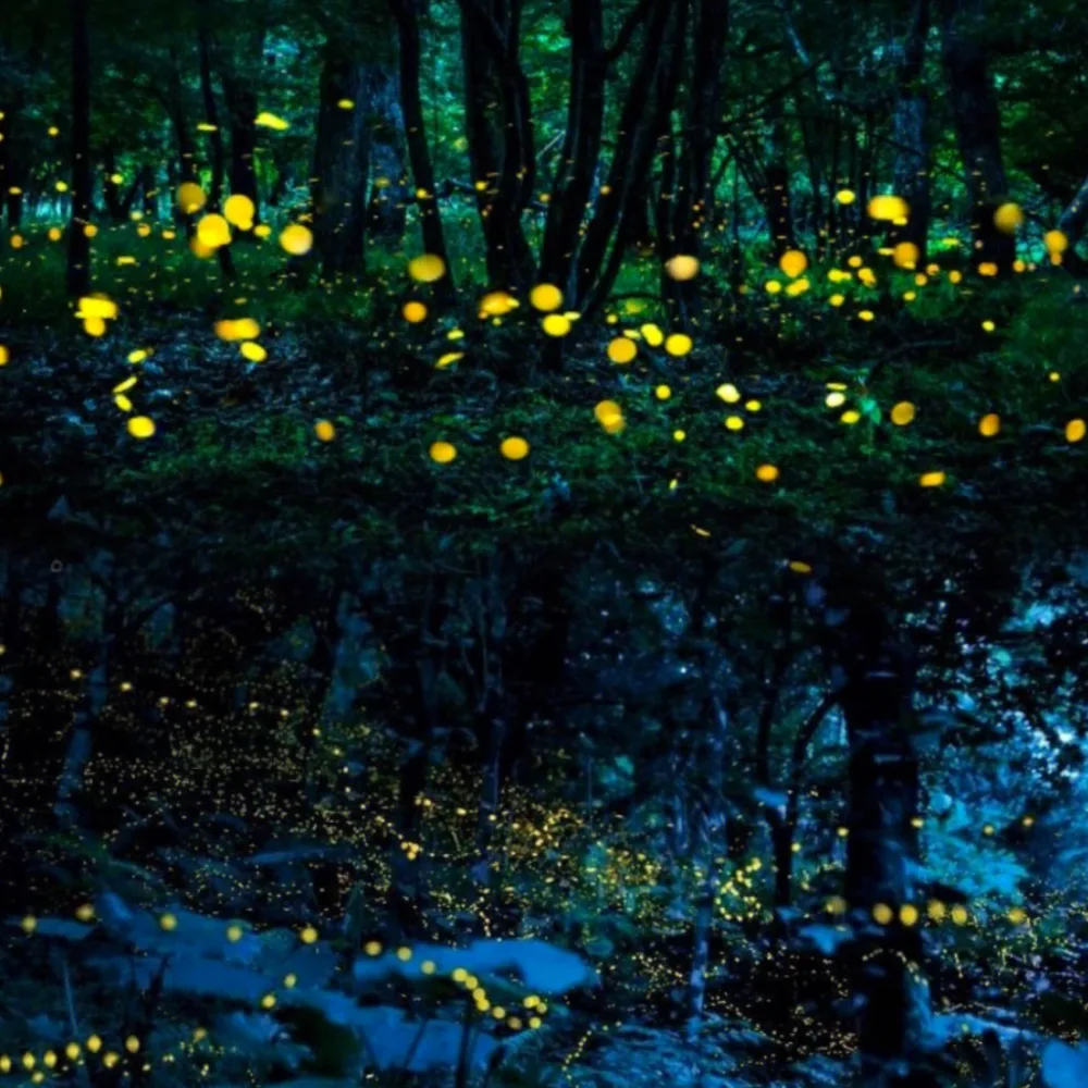 Hundreds of fireflies glowing gold through a dark forest above a stream.