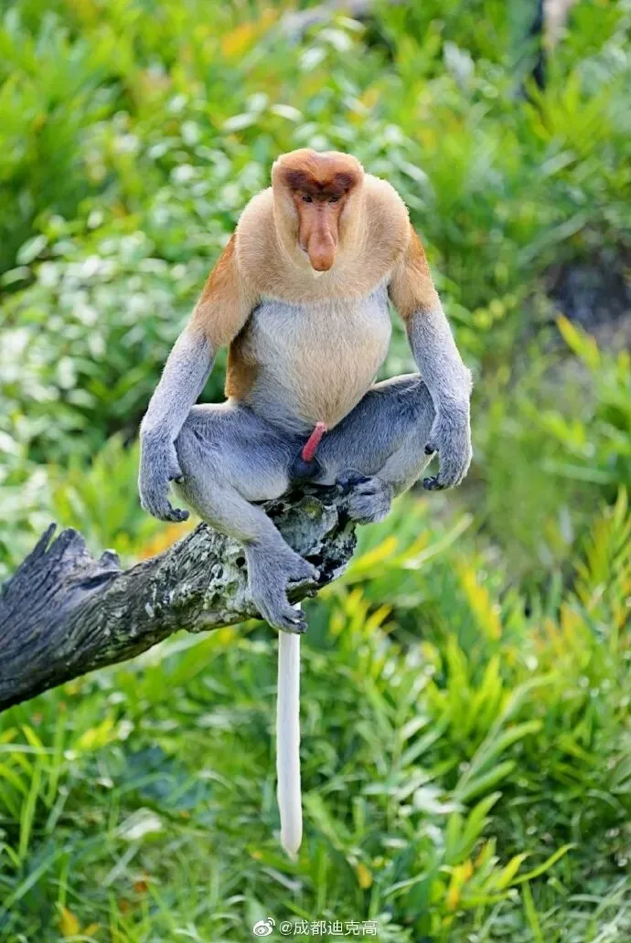 A proboscis monkey with a long drooping nose sits on a bare branch above mangrove grass.