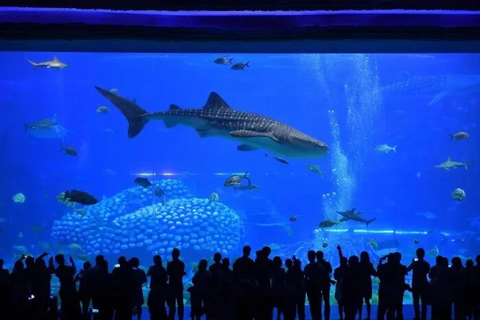 鲸鲨在巨型水族缸中游过,观众剪影在玻璃前驻足仰望。