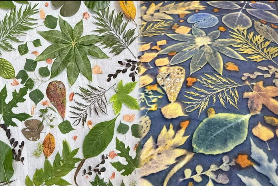 Leaves arranged on white cloth beside the finished indigo fabric printed with their outlines.